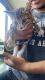 American Shorthair Cats for sale in Vallejo, CA, USA. price: $150