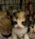 American Shorthair Cats for sale in Los Angeles, CA, USA. price: $300