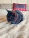 American Shorthair Cats for sale in Columbus, OH, USA. price: NA