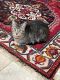 American Shorthair Cats for sale in San Antonio, TX, USA. price: NA