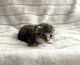 American Shorthair Cats for sale in Millersburg, OH 44654, USA. price: $45