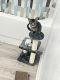 American Shorthair Cats for sale in Tampa, FL, USA. price: $50