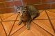 American Shorthair Cats for sale in 3439 Knox Pl, Bronx, NY 10467, USA. price: NA