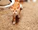 American Shorthair Cats for sale in Fayetteville, NC, USA. price: $250