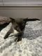 American Shorthair Cats for sale in Houston, TX, USA. price: $30