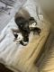 American Shorthair Cats for sale in Orlando, FL, USA. price: $50