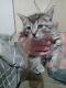 American Shorthair Cats for sale in Wellsville, NY 14895, USA. price: NA