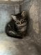 American Shorthair Cats for sale in Salem, OR, USA. price: NA