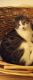 American Shorthair Cats for sale in Lancaster, PA, USA. price: $20