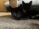 American Shorthair Cats for sale in Chambersburg, PA, USA. price: $25
