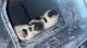 American Shorthair Cats for sale in Monroe Township, NJ 08831, USA. price: $200