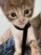 American Shorthair Cats for sale in 784 Old Folkstone Rd, Sneads Ferry, NC 28460, USA. price: NA
