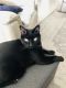 American Shorthair Cats for sale in Naples, FL, USA. price: NA
