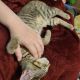 American Shorthair Cats for sale in Arab, AL 35016, USA. price: $1