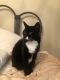American Shorthair Cats for sale in Gig Harbor, WA, USA. price: NA