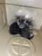 American Shorthair Cats for sale in Norfolk, VA, USA. price: $350