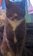 American Shorthair Cats for sale in Norco, CA, USA. price: NA