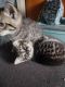 American Shorthair Cats for sale in Centralia, WA, USA. price: $100