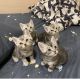 American Shorthair Cats for sale in Green Valley, CA 94534, USA. price: $100