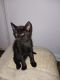 American Shorthair Cats for sale in Marietta, GA, USA. price: NA