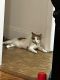 American Shorthair Cats for sale in Bronx, NY, USA. price: NA