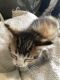 American Shorthair Cats for sale in Orlando, FL, USA. price: $1