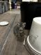 American Shorthair Cats for sale in Stillwater, OK, USA. price: $10