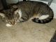 American Shorthair Cats for sale in Irvine, CA, USA. price: NA