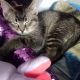 American Shorthair Cats for sale in Vancouver, WA 98662, USA. price: NA