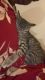 American Shorthair Cats for sale in Lynnwood, WA, USA. price: $500