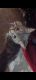 American Shorthair Cats for sale in Moberly, MO, USA. price: NA