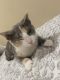 American Shorthair Cats for sale in Port Jefferson Station, NY, USA. price: $80