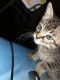 American Shorthair Cats for sale in Meridian, MS, USA. price: $50