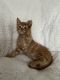 American Shorthair Cats for sale in Buena Park, CA, USA. price: NA