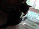 American Shorthair Cats for sale in Meriden, CT, USA. price: $100