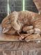 American Shorthair Cats for sale in Katy, TX, USA. price: NA