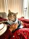 American Shorthair Cats for sale in Montgomery Village, MD, USA. price: $20