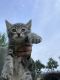 American Shorthair Cats for sale in Woodburn, OR 97071, USA. price: NA