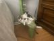 American Shorthair Cats for sale in Austin, TX, USA. price: $10