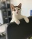 American Shorthair Cats for sale in Miami, FL 33132, USA. price: NA