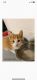 American Shorthair Cats for sale in York, PA, USA. price: $15