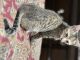American Shorthair Cats for sale in Deerfield Beach, FL, USA. price: NA