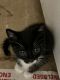 American Shorthair Cats for sale in Phoenix, AZ, USA. price: NA