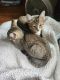 American Shorthair Cats for sale in Milford, NH 03055, USA. price: $200