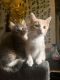 American Shorthair Cats for sale in Newark, CA 94560, USA. price: $100