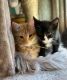 American Shorthair Cats for sale in Boston, MA, USA. price: $250