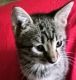 American Shorthair Cats for sale in Allentown, PA, USA. price: NA