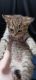 American Shorthair Cats for sale in Indianapolis, IN 46218, USA. price: NA