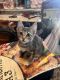 American Shorthair Cats for sale in Lompoc, CA, USA. price: NA