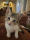 American Shorthair Cats for sale in San Antonio, TX, USA. price: $20
